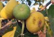 About 7784 tons of fig crop estimated in Hama
